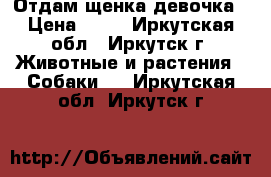 Отдам щенка девочка › Цена ­ 50 - Иркутская обл., Иркутск г. Животные и растения » Собаки   . Иркутская обл.,Иркутск г.